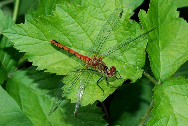 Aiuto det.: Sympetrum sanguineum, femmina rossa